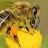 Пчеловодство и хобби
