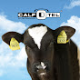 CalfOTel logo