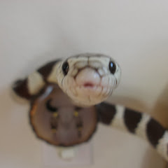 snakebitmgee Avatar