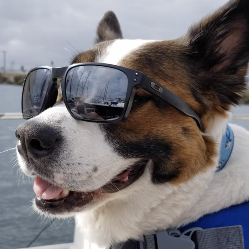 whitesharksailing