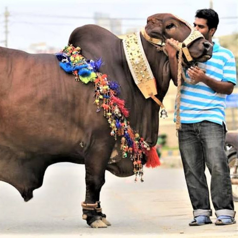 Bakra Eid Karachi