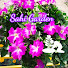 dvbtynZo4N4-channel-avatar-Sahi Garden
