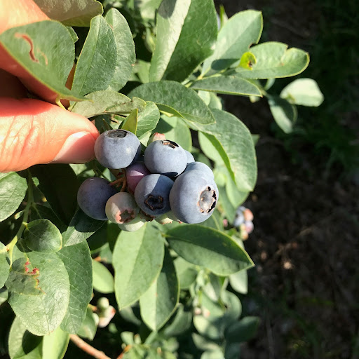 The Blueberry Farmer