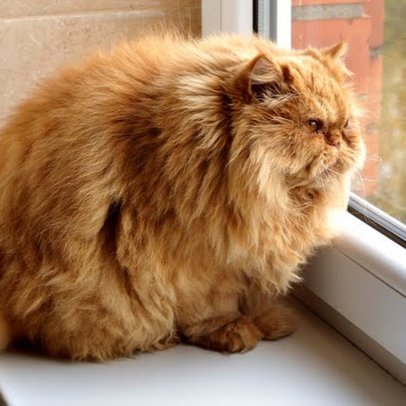 Kucing Obesitas