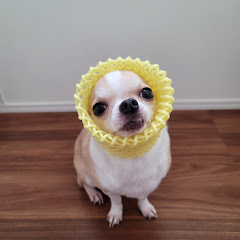 保護犬チワワ The chihuahua !アイコン画像