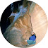 nx5zpxUxbro-channel-avatar-geomorphdog