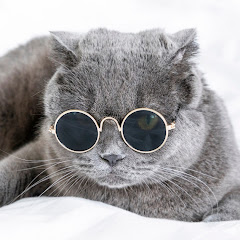 宠物搞笑联盟（FUNNY）アイコン画像