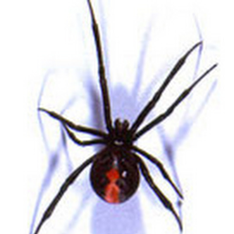 Redback Agency