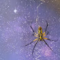 Tardis Spider