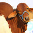 s78NqdqW1kE-channel-avatar-SS Tv