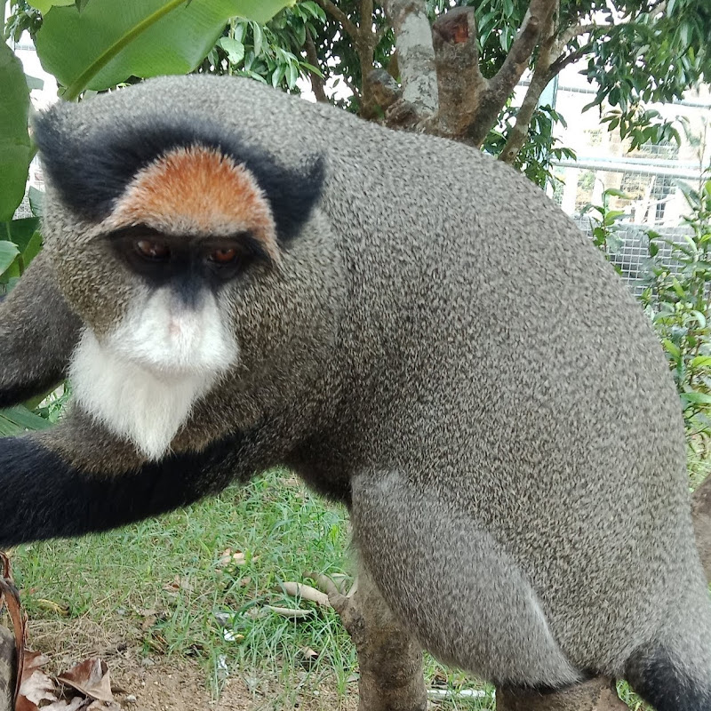 RỪNG XANH BÍ ẨN