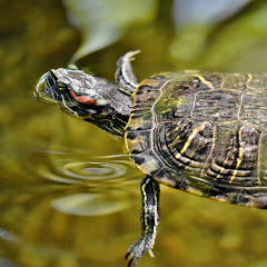 カメさんは昆虫博士