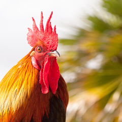 CHICKEN