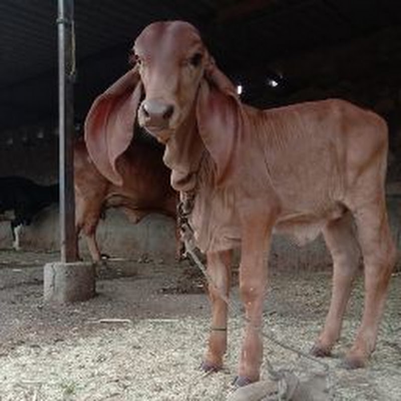 Animal Studio