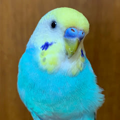 とりとんの いきもの channel