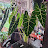 @AdahliaBiPunk Avatar