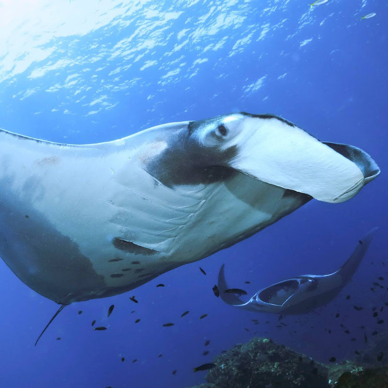 Phoenix Divers - Koh Lanta Diving, Freediving, Snorkeling