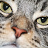 _ddmhaO_Qo8-channel-avatar-badgrendels