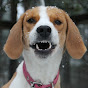 Elmo The Foxhound
