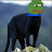 avatar of @dankpanther9381