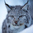 Snow Lynx