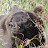 yukongrizzly1