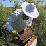 Izr8CALlWqc-channel-avatar-Scott Thorn and his Bees & Trees
