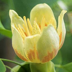 Indiana Native Plant Society