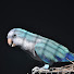 FYDXGQYwqIw-channel-avatar-Marven Aviaries