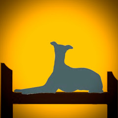 Greyhound Homecare Avatar
