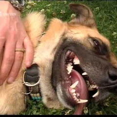 Hundephysiotherapeut