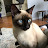 Simon the Siamese Cat