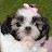 LAIKA Shih Tzu