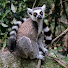 uy2pYV4BBBQ-channel-avatar-Le Lémurien Web TV