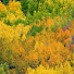 cHt3ym3F7Kc-channel-avatar-USU Extension Forestry