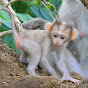 Baby Monkey Wildlife logo