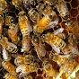 Golden Legion Honey