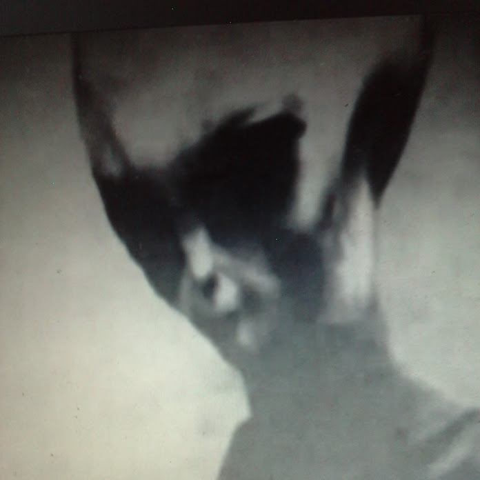 joohop Net Worth & Earnings (2026)