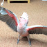 -PcqjTb4Wms-channel-avatar-The Adventures of Bobo the Galah Cockatoo