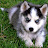 @huskylover3328