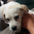 @흰둥이-v4x
