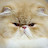 avatar of @candycatlara536