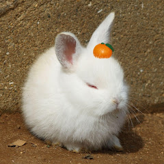 ネルアカチャン