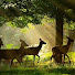 SuWtJIvLnnY-channel-avatar-Nature and Wildlife الطبيعة و الحياة البرية