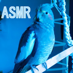 BLUE BIRD ASMR