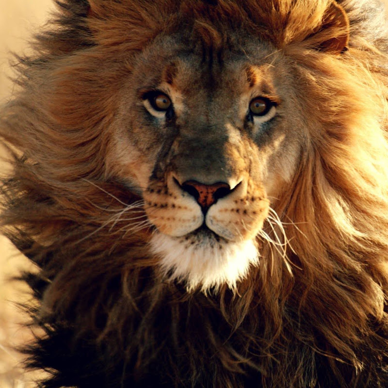 Zanchieta Wildlife Rescue profile avatar