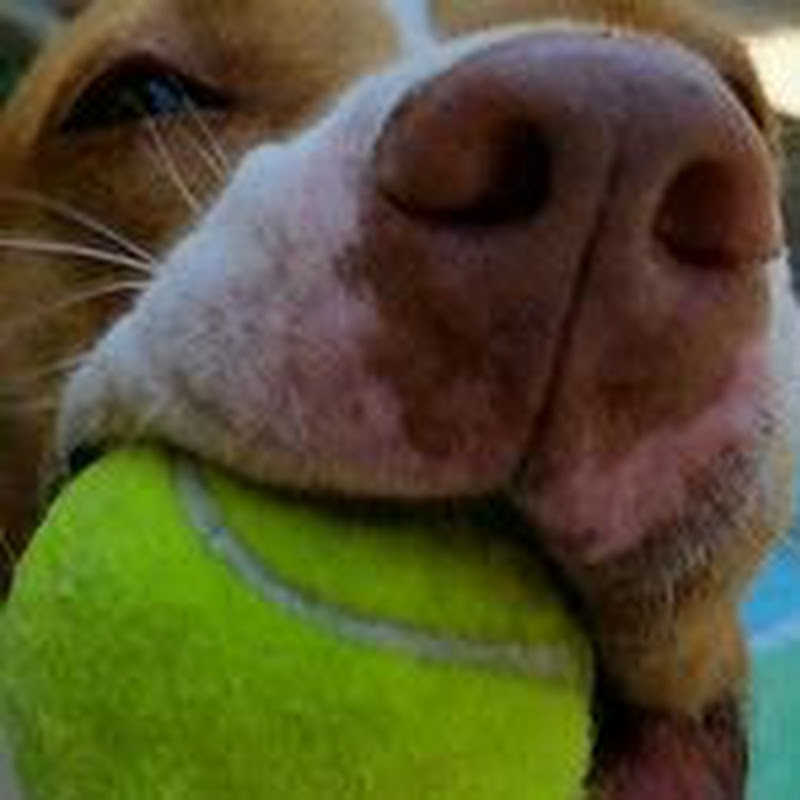 ChewDog