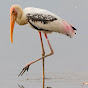 Jason Stork