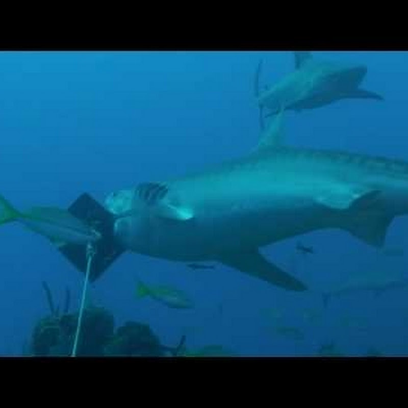 Jose María Melero Tejedor