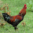 uev1DLEmfTA-channel-avatar-My Village Food Recipes